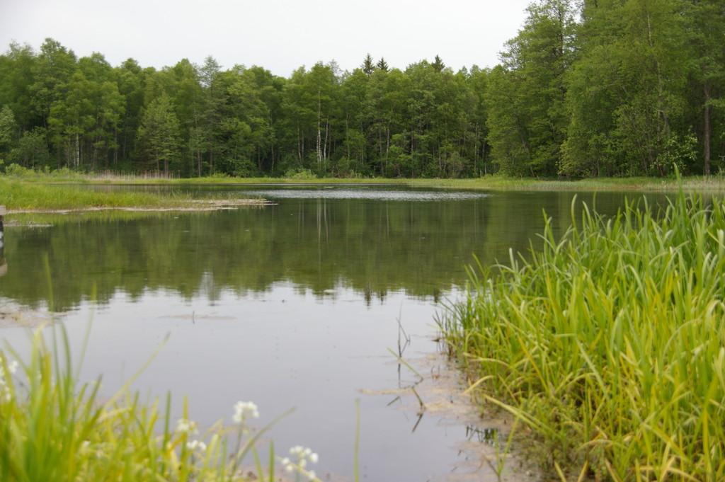 In Järva County, in Prandi Village, you are going to find Prandi springs that consist of two waterbodies with limestone bottoms – Prandi lake of sprin