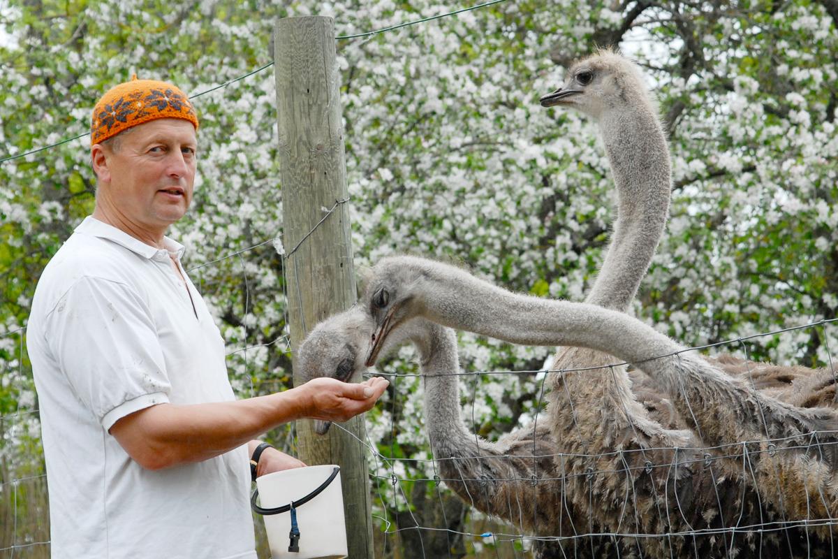 Muhu Ostrich Farm