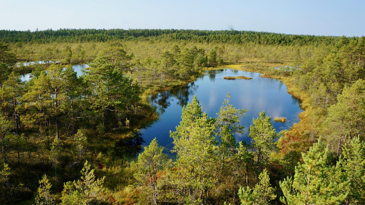 Viru bog view